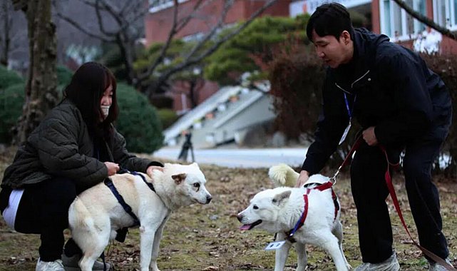 Güney Kore'deki 'köpek' krizinde son karar verildi