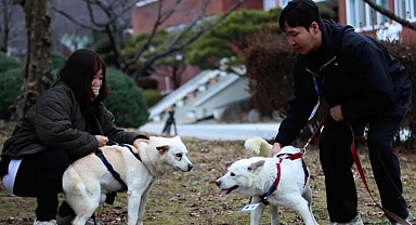 Güney Kore'deki 'köpek' krizinde son karar verildi