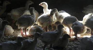 Tayvan'da kuş gribi alarmı...