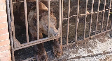Ukrayna'da savaştan kurtarılan ayı yeni evine kavuştu...