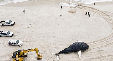 ABD'de son 2 ayda 15 balina karaya vurdu