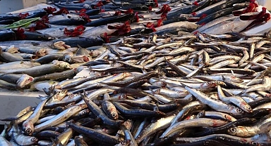 Hamsi bollaştı, fiyatı yarı yarıya düştü