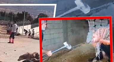 Köpek katillerinin ardından bir tahliye daha! Boğayı balyozla öldürmüştü