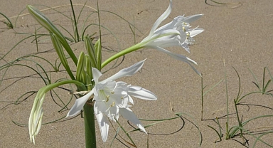 Kum zambakları doğaya dönüyor