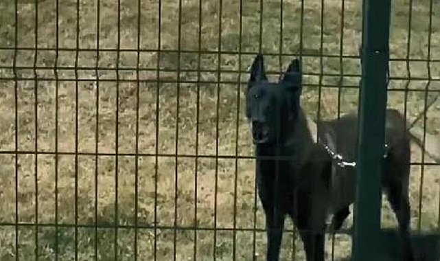 Arama kurtarma köpekleri nasıl eğitiliyor?