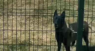 Arama kurtarma köpekleri nasıl eğitiliyor?