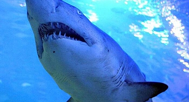 Avustralya'da feci olay! Köpek balığı saldırısına uğrayan genç kız hayatını kaybetti