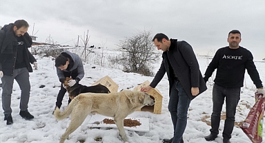Depremden Etkilenen Hayvanlar İçin Kollar Sıvandı!