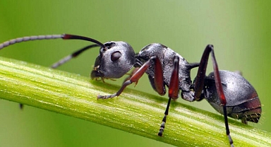 Dünyanın konuştuğu araştırma: Kanseri koklayabilen karıncalar