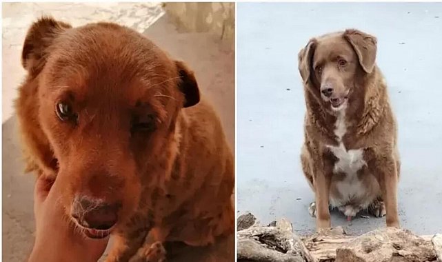 Gelmiş geçmiş en yaşlı köpek rekoru Portekiz'de yaşayan 30 yaşındaki Bobi tarafından kırıldı