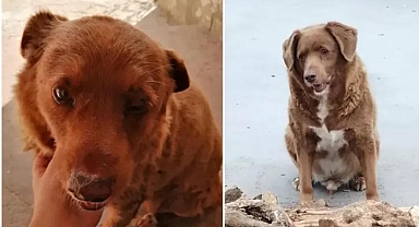 Gelmiş geçmiş en yaşlı köpek rekoru Portekiz'de yaşayan 30 yaşındaki Bobi tarafından kırıldı