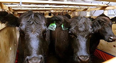 Hollanda'da deli dana vakası görüldü! Çiftlik karantinaya alındı