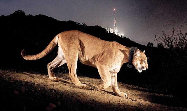 'Hollywood Kedisi'ni binlerce kişi andı