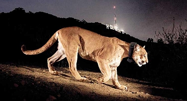 'Hollywood Kedisi'ni binlerce kişi andı