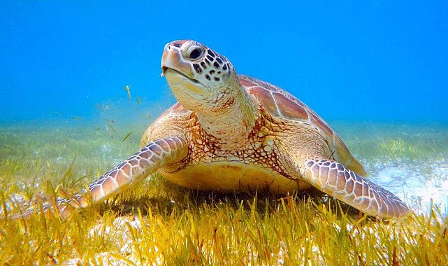 İnternette caretta caretta kabuğundan satılık tespih