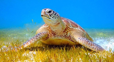 İnternette caretta caretta kabuğundan satılık tespih