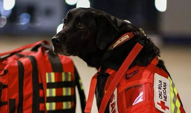 Meksika, meşhur arama kurtarma köpeklerini Türkiye'ye yolluyor