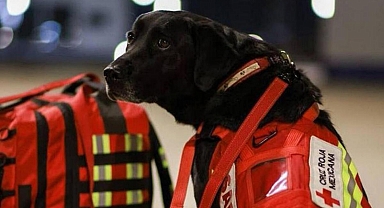 Meksika, meşhur arama kurtarma köpeklerini Türkiye'ye yolluyor