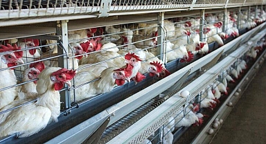 ABD'de kuş gribine karşı tavukları aşılama planı