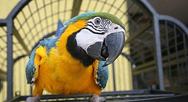 Papağanlar birbirlerini görüntülü aradı! Ortaya şaşırtıcı bir sonuç çıktı