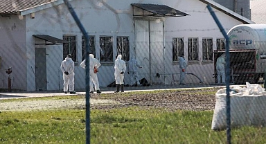 Polonya'da kuş gribi alarmı! 37 bin ördek itlaf edilecek