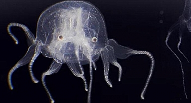 Yeni keşfettiler! Görenleri şaşırttı... 24 gözü var