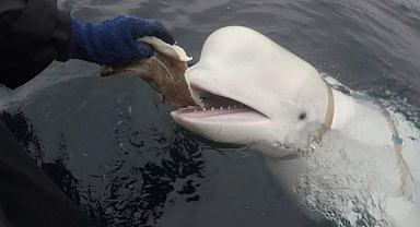 'Rusya'nın ajanı' olduğu iddia edilmişti... Beyaz balina Hvaldimir 4 yıldır yaşadığı yeri aniden terk etti 'Karşı karşıya olduğu hayati tehlike gerçek'