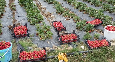 Kocaeli’de üreticilere 118 bin çilek fidesi dağıtıldı