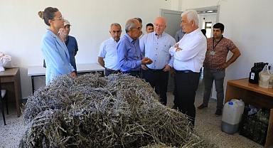 Muğla'da 212 dekar arazi lavanta ile buluştu