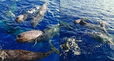 Türkiye'deki ispermeçet balinaları! Kaş ve Fethiye'de görüntülendiler..