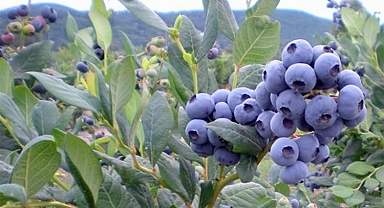 Yaban mersininin 10 faydası