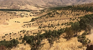 Mardin’de 500 bin fidan toprakla buluşacak