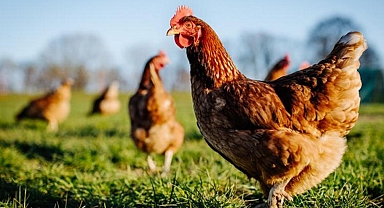 Yapay zekayla tavuk gıdaklamasını tercüme ettiler