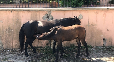İBB Heybeliada'nın son atlarını götürdü – Ahırları ve atları istiyoruz