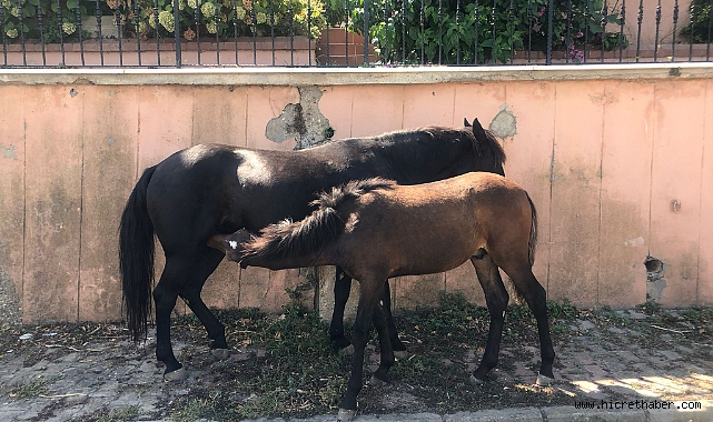 İBB Heybeliada'nın son atlarını götürdü – Ahırları ve atları istiyoruz