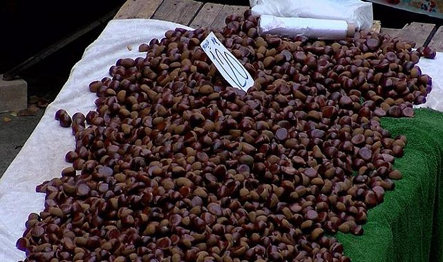 Bu kestane alerji yapıyor, gerçeğiyle ayırt etmesi zor! 'Sahtesini yemeyin, zehirlenebilirsiniz'