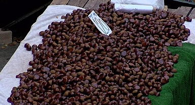 Bu kestane alerji yapıyor, gerçeğiyle ayırt etmesi zor!  'Sahtesini yemeyin, zehirlenebilirsiniz'