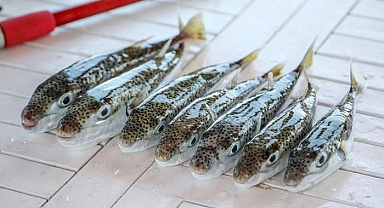 Uzman isimden balon balığı uyarısı! '1 miligram zehri bile 70 kiloluk birini öldürebilir'