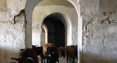 93 Harbi'nin Tanığı, Mecidiye Tabyası Ahır Olarak Kullanılıyor