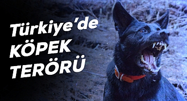 Küçükçekmece'de Tasmasız Köpek Saldırısı: Aile Adalet Arıyor