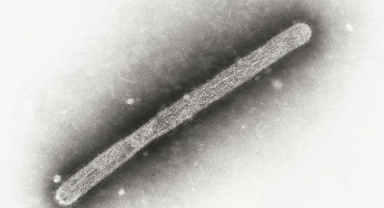 Kuş gribi yeniden hortladı: İlk ölüm gerçekleşti... ABD'li yetkililer mutasyon bildirdi