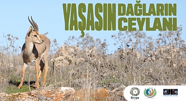 Hatay Dağ Ceylanlarının Geleceği için Yeni Adımlar Atılıyor.