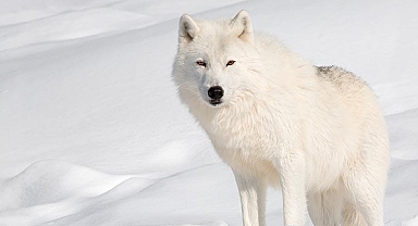 Bilim dünyasında tarihi başarı: 12 bin yıl önce nesli tükenen ulukurtlar yeniden yaratıldı