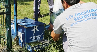 Bir Kap Su, Bir Can Kurtarır: Belediye'den Sokak Hayvanlarına Dayanışma Eli