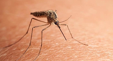 Çin'de Chikungunya Alarmı: Foshan'da 7 Binden Fazla Vaka