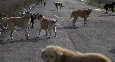 İstanbul Valiliği’nden Sokak Köpekleriyle İlgili Önemli Açıklama