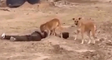 Gazze’de İnsanlık Dramı: Sokak Köpekleri Cesetlerle Besleniyor