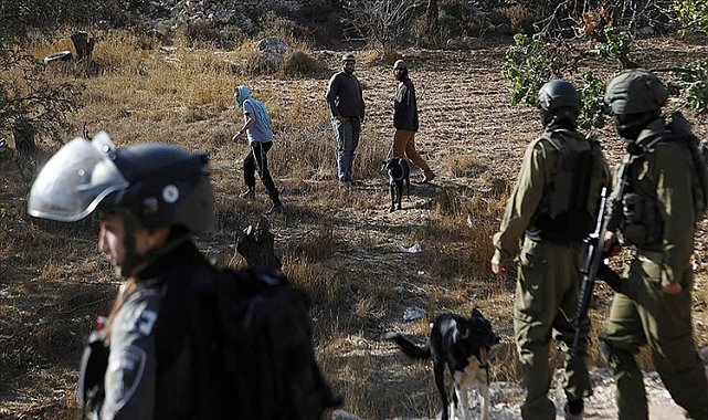 İsrailli Yerleşimciler Filistin Topraklarına Baskın Düzenledi: Meyve Ağaçları Kesildi