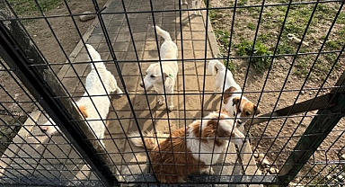 Orhangazi Sokak Hayvanları Barınma ve Rehabilitasyon Merkezi Açıldı 