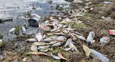 Eyüpsultan’da gölette yosun patlaması alarmı: Çok sayıda balık telef oldu, çevre kirliliği endişe yarattı